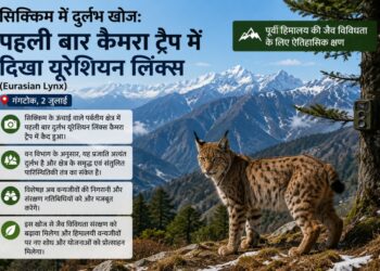 सिक्किम में दुर्लभ यूरेशियन लिंक्स पहली बार कैमरे में कैद