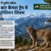 सिक्किम में दुर्लभ यूरेशियन लिंक्स पहली बार कैमरे में कैद